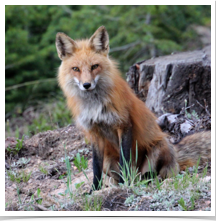 Colorado Fox - Curious